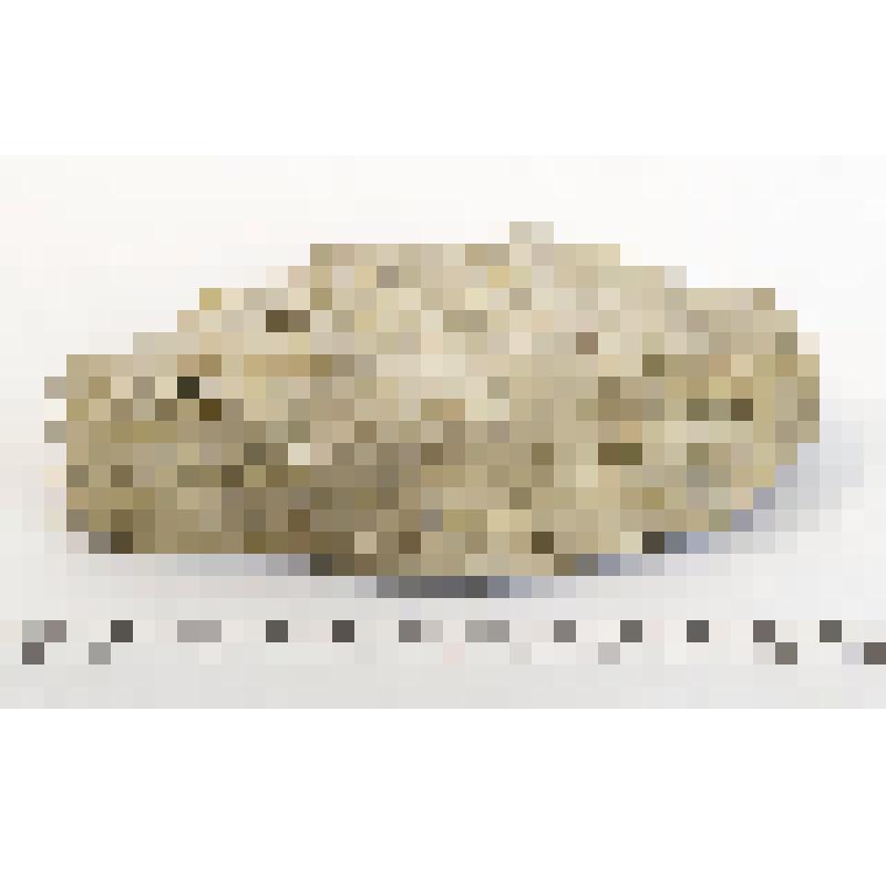 Известняк с ракушками гастропод и двустворок