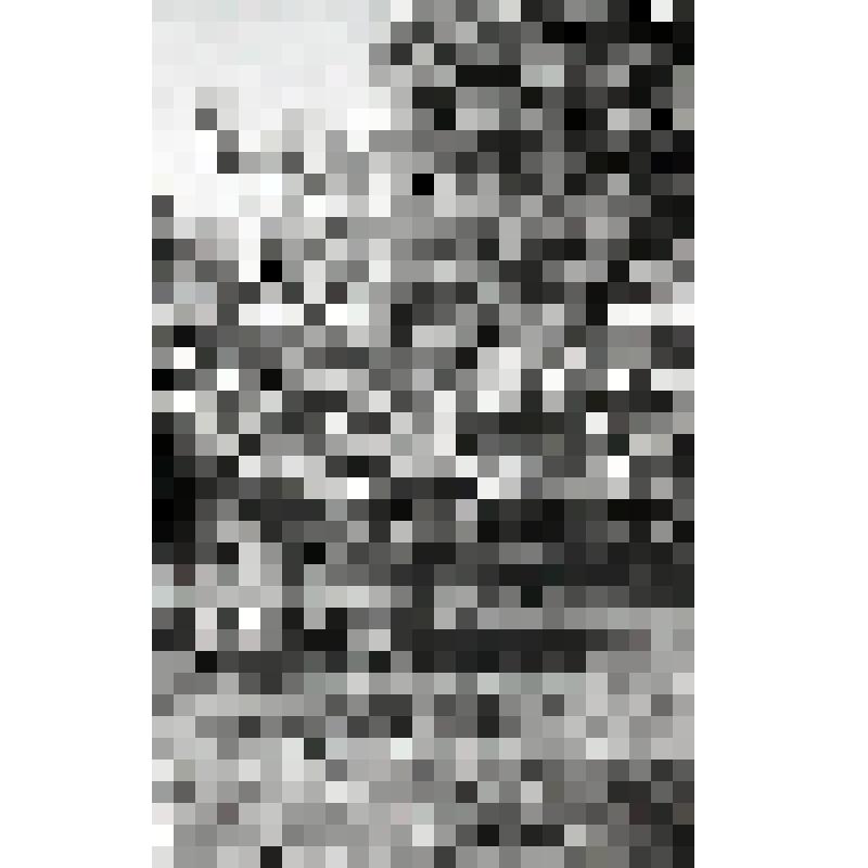 негатив. Клён