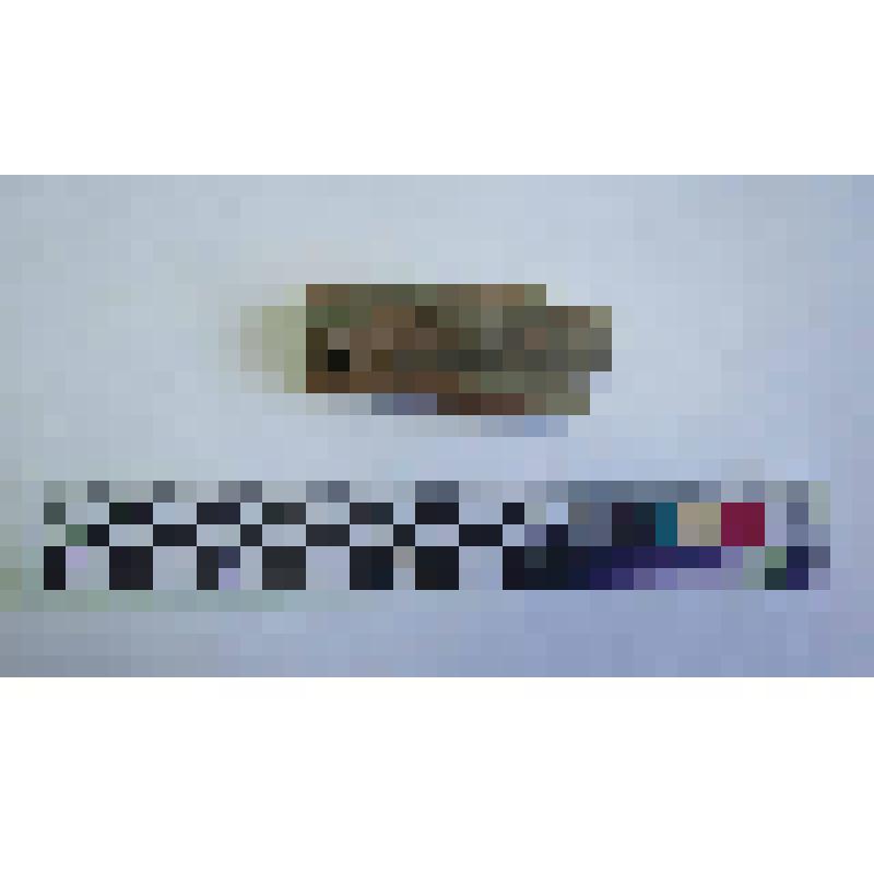 Венчик амфоры типа Зеест 77