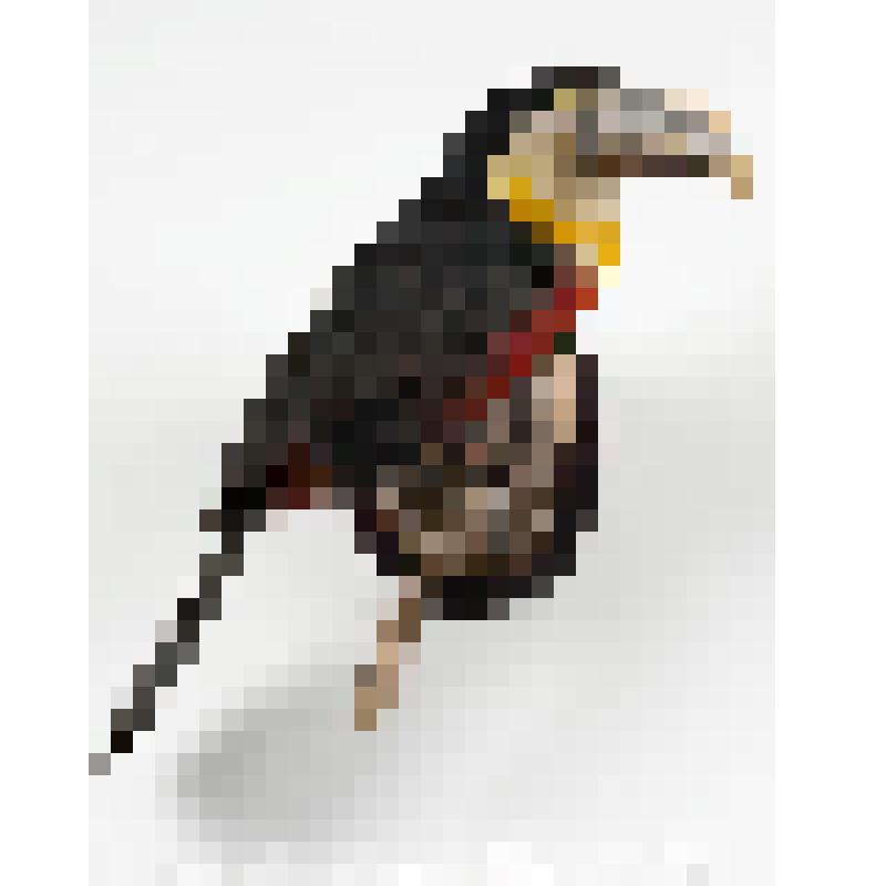 Чучело. Красногрудый тукан. Ramphastos dicolorus L