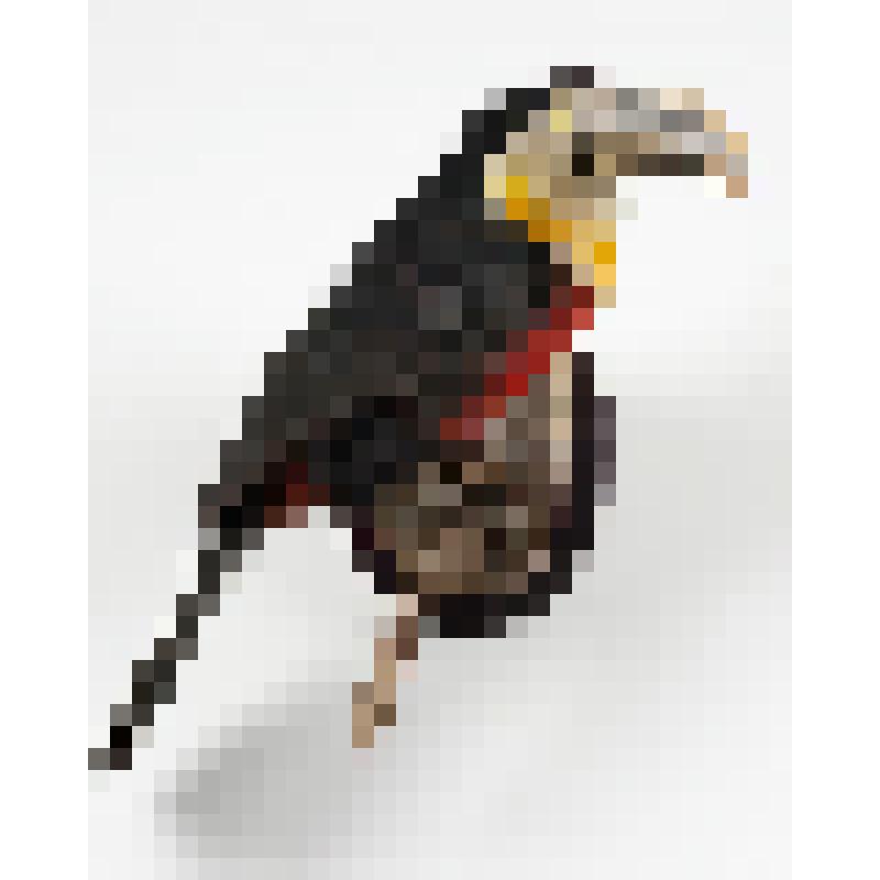 Чучело. Красногрудый тукан. Ramphastos dicolorus L
