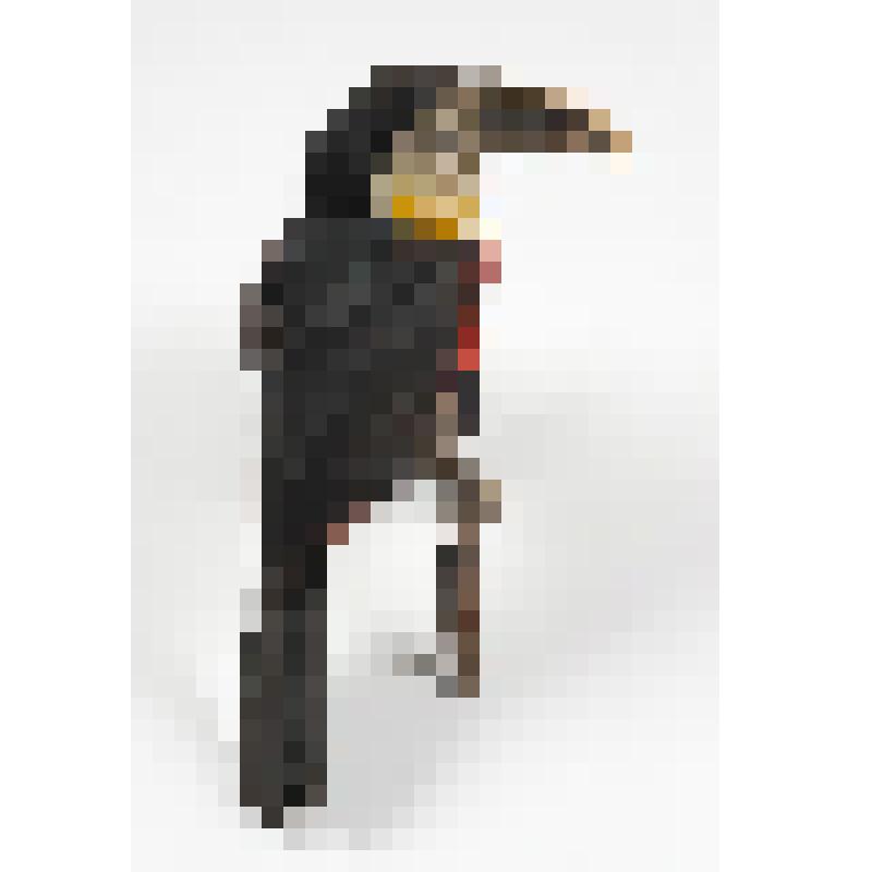 Чучело. Красногрудый тукан. Ramphastos dicolorus L
