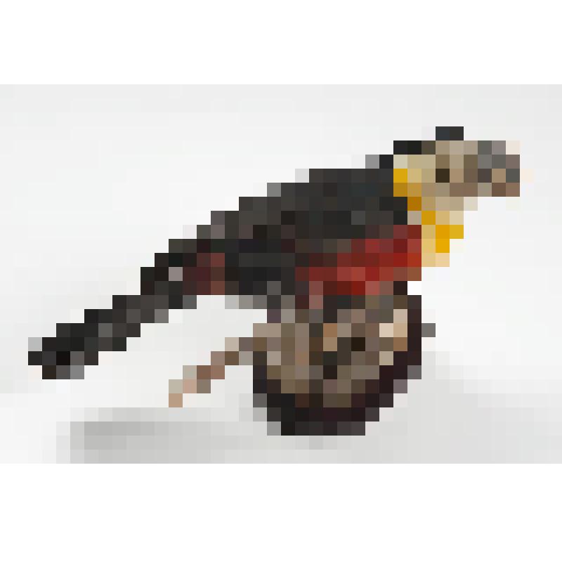 Чучело. Красногрудый тукан. Ramphastos dicolorus L