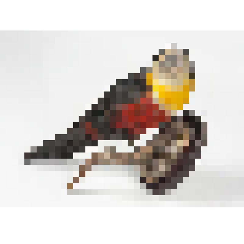 Чучело. Красногрудый тукан. Ramphastos dicolorus L