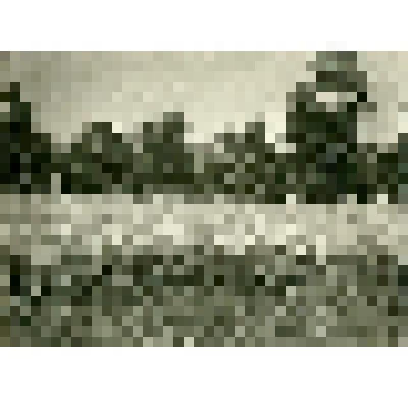 Фотография. Ячмень тунгуса Трифонова