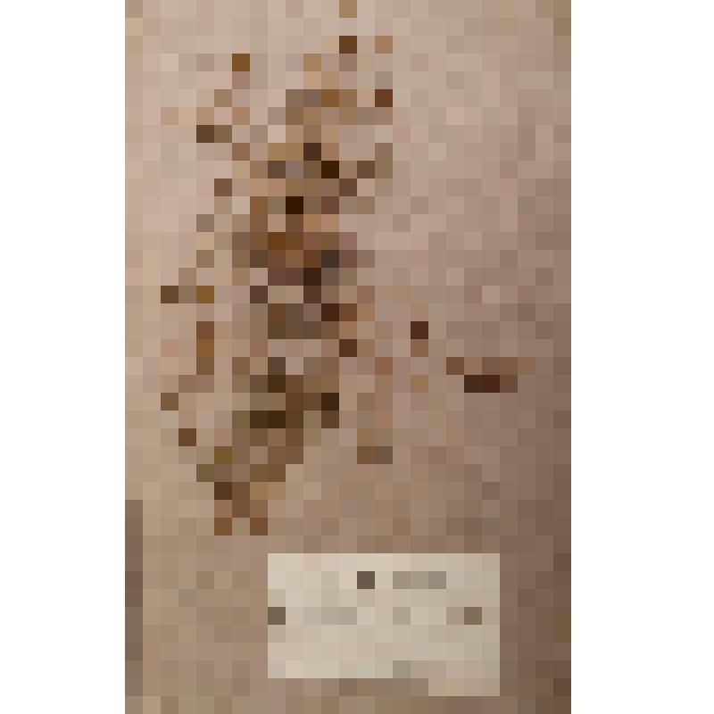 Гербарный лист. Горошек волосистый