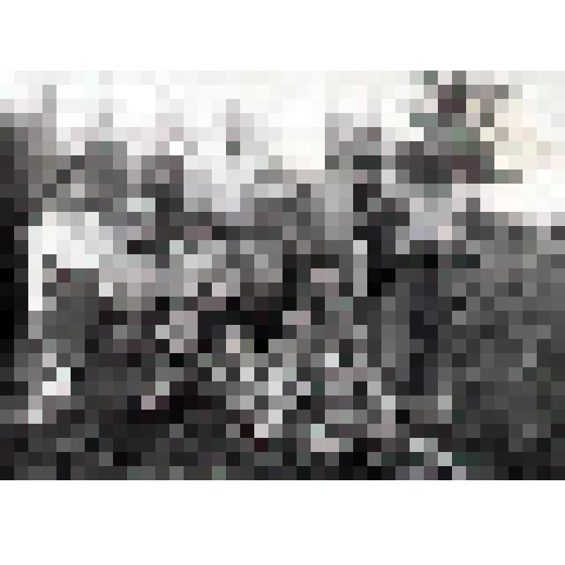 Фотография. Портрет групповой. Ребята из пионерлагеря в Нижнем Мошево на природе