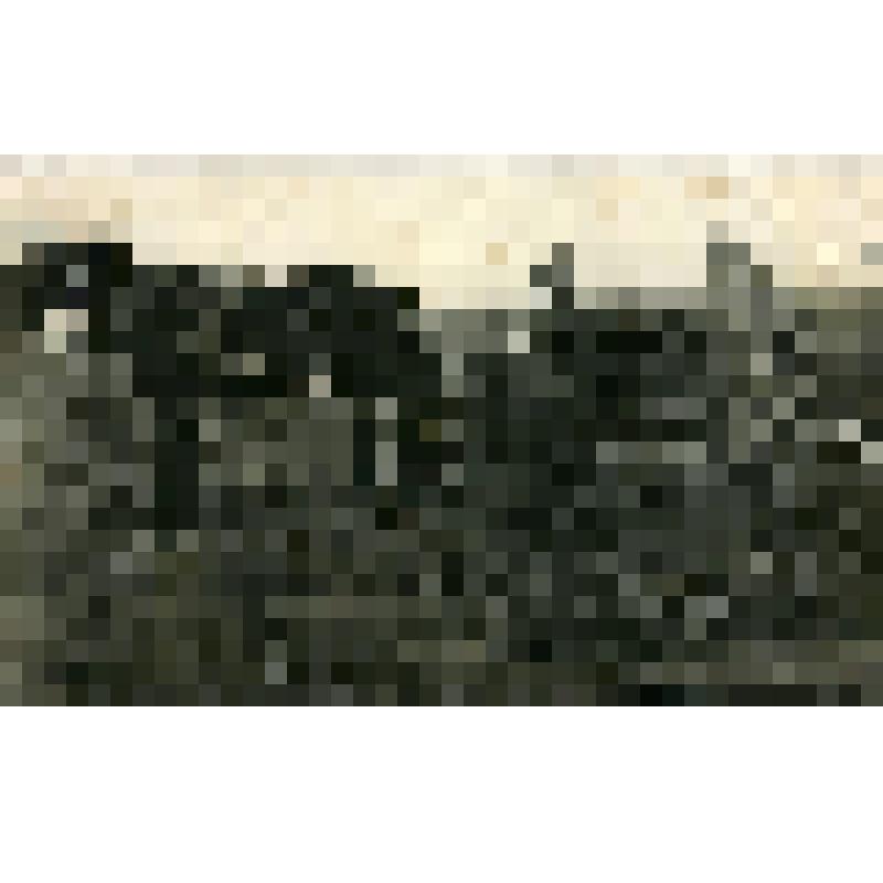 Фотография. Уборка урожая в колхозе «Огородный гигант»