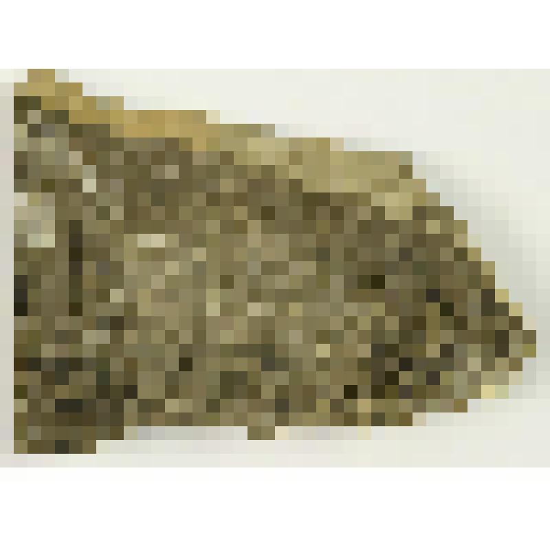 Растение (Phyta). Отпечаток растения