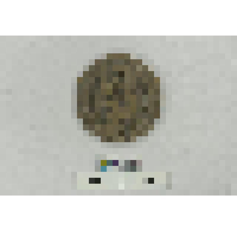 СССР. Медаль института русского языка им. А.С. Пушкина