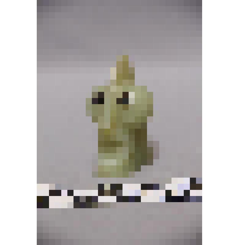 коллекция В.Ф. Лагодича. Талисман каменный стоящий, выполнен в виде головы человека. Янусовидный, с одной стороны лицо объемное с глазами из камня черного цвета, с другой плоское с бородой. Камень бледно зеленого цвета