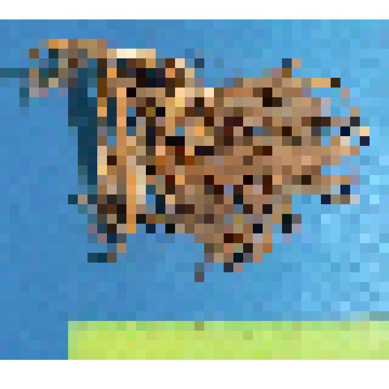 Кладка серой цапли из 6 яиц с частью материала гнезда. Ardea cinerea L