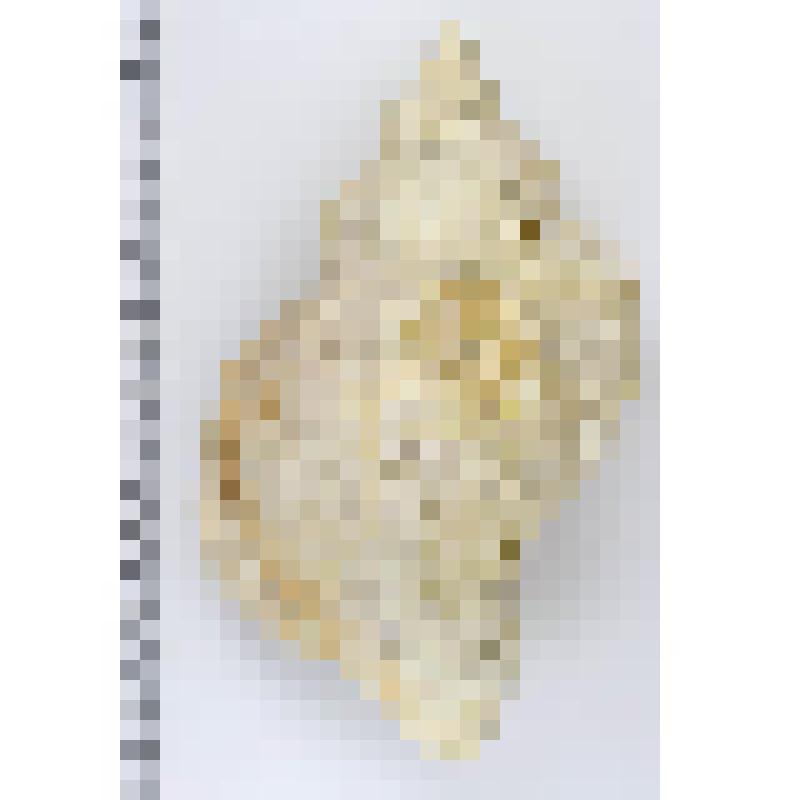 Раковина морского моллюска. Нептунея многореберная. Neptunea polycostata, Scarlato, 1952