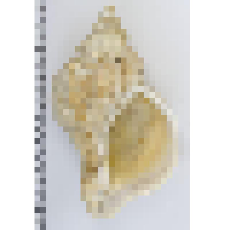 Раковина морского моллюска. Нептунея многореберная. Neptunea polycostata, Scarlato, 1952