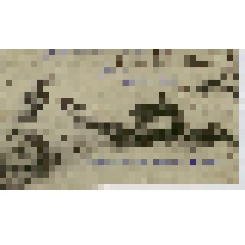 Фотография. Сгоревшие немецкие трупы во время боевых действий в деревне Зыбино Ржевского района Калининской области, из коллекции материалов Доронина М.А. (1907-1966) - участника Великой Отечественной войны