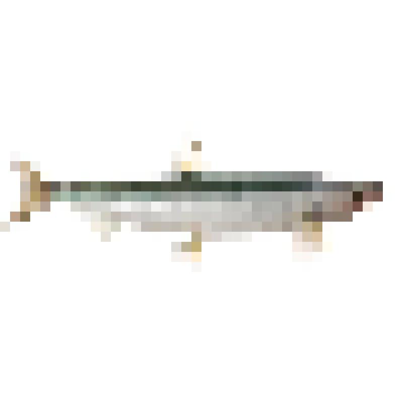 Чучело. Азиатская корюшка. Osmerus mordax dentex Steindachner & Kner, 1870 (зубастая корюшка)