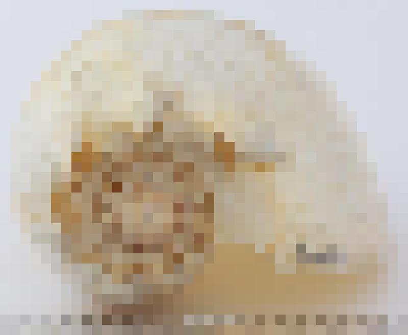 Раковина морского моллюска. Мело Милтона. Melo miltonis Griffith,  Pidgeon, 1834