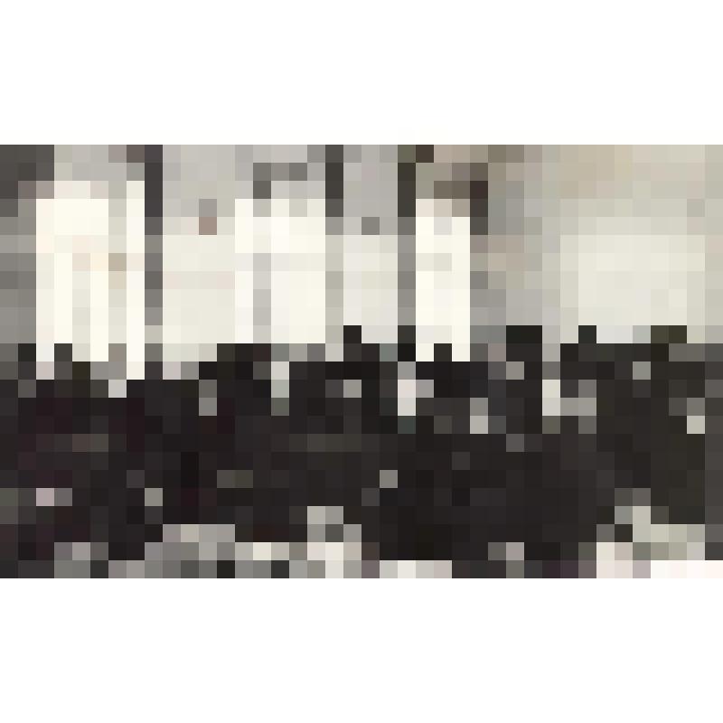 Фотография. Участники торжественного заседания, посвященного 50-летию ВЛКСМ