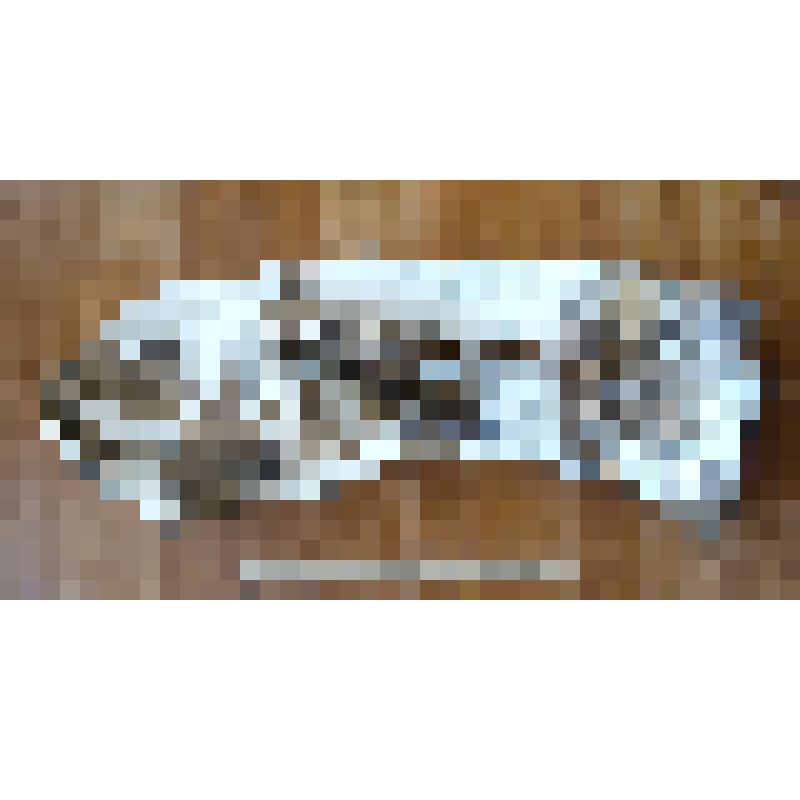 Правая лопатка scapula dex кавказского эласмотерия Elasmotherium caucasicum