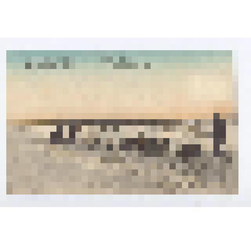 Письмо открытое. Николаевск - на - Амуре. Ездовые собаки