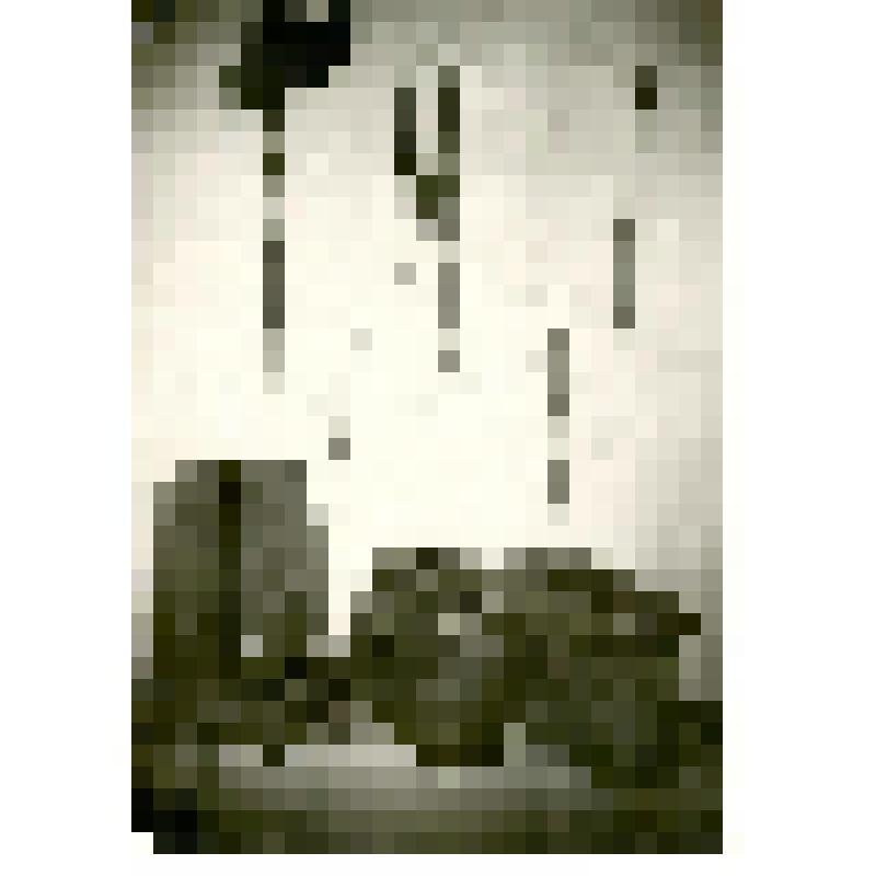 Фотография. Тунгусская упряжь