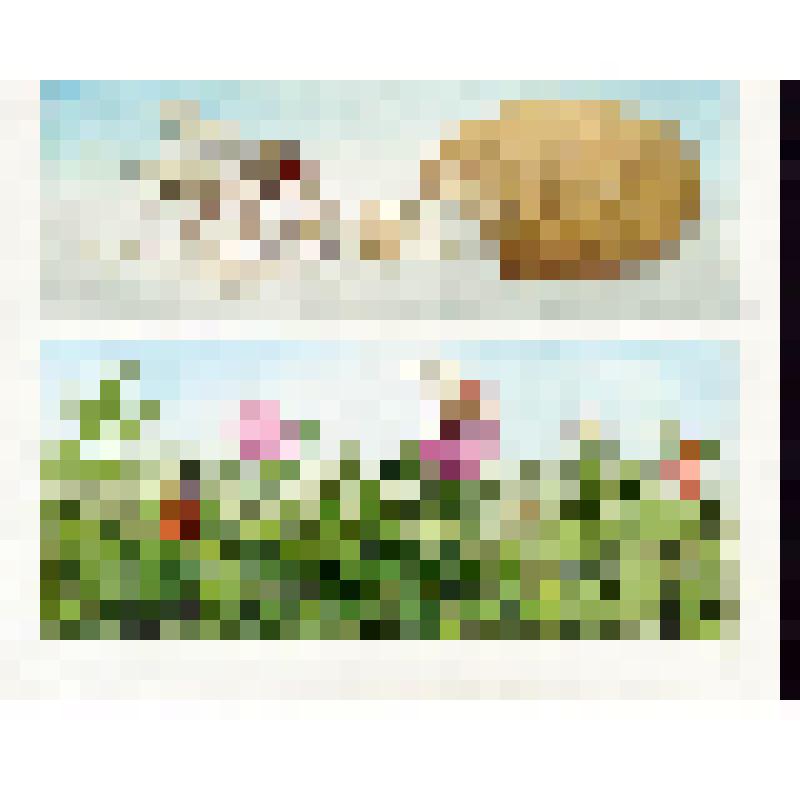 Муха слизывает хоботком хлебные крошки (29). Шмель на клевере  (31)