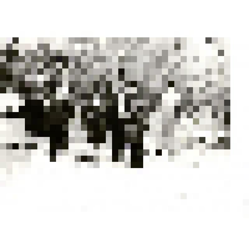 Фотография. В урочище Тополиха в окрестностях г. Семикаракорска. Второй справа - председатель Семикаракорского райсовета ветеранов Н.И. Моисеенко