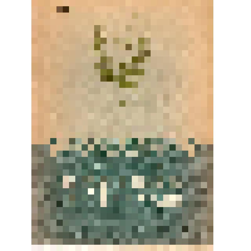 Книга. Доктор ботаники А.Г. Генкель