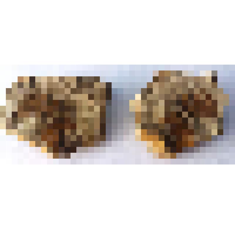 Отпечаток и противоотпечаток двух листьев папоротника