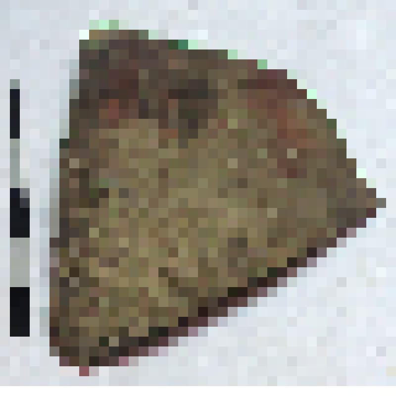 Фрагмент плеча амфоры типа D с дипинти