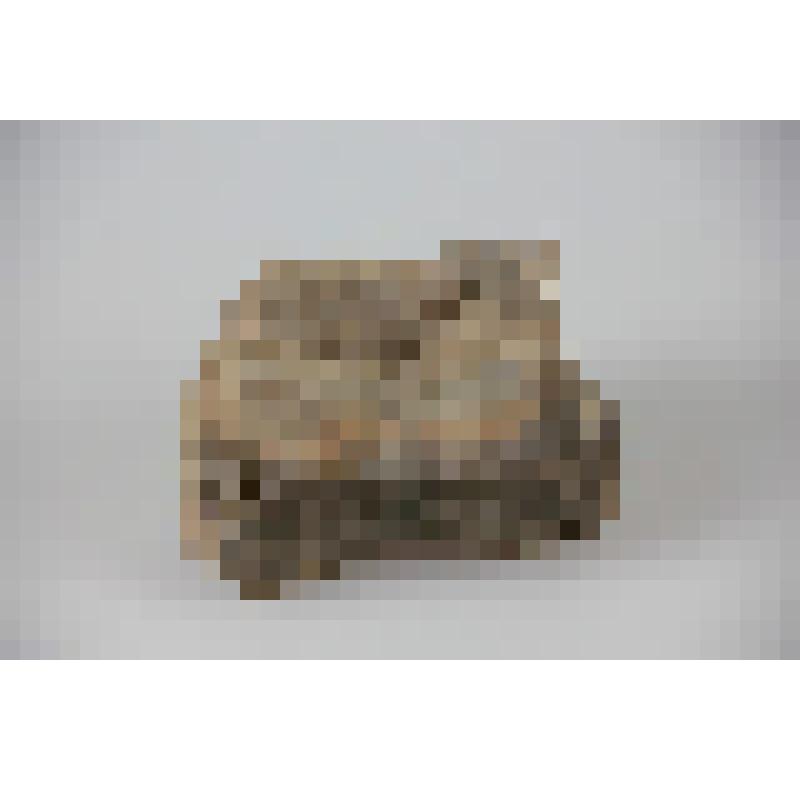 Позвонок мамонта