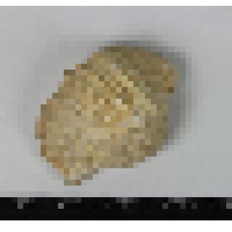 Палеонтологический образец. Створка раковины плеченогого. Gigantoproductus giganteus (Sowerby)