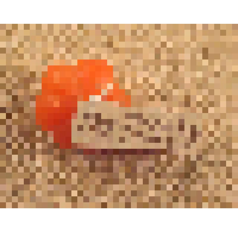 Игрушка елочная «Помидор» для искусственной мини-елки, из коллекции игрушек для искусственной мини-елки из наборов елочных украшений "Малютка"