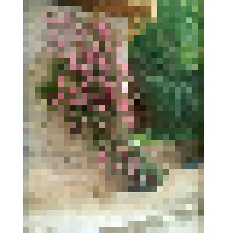 Пейзаж. Крым. Розы