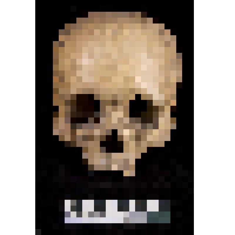 Череп. Сарты