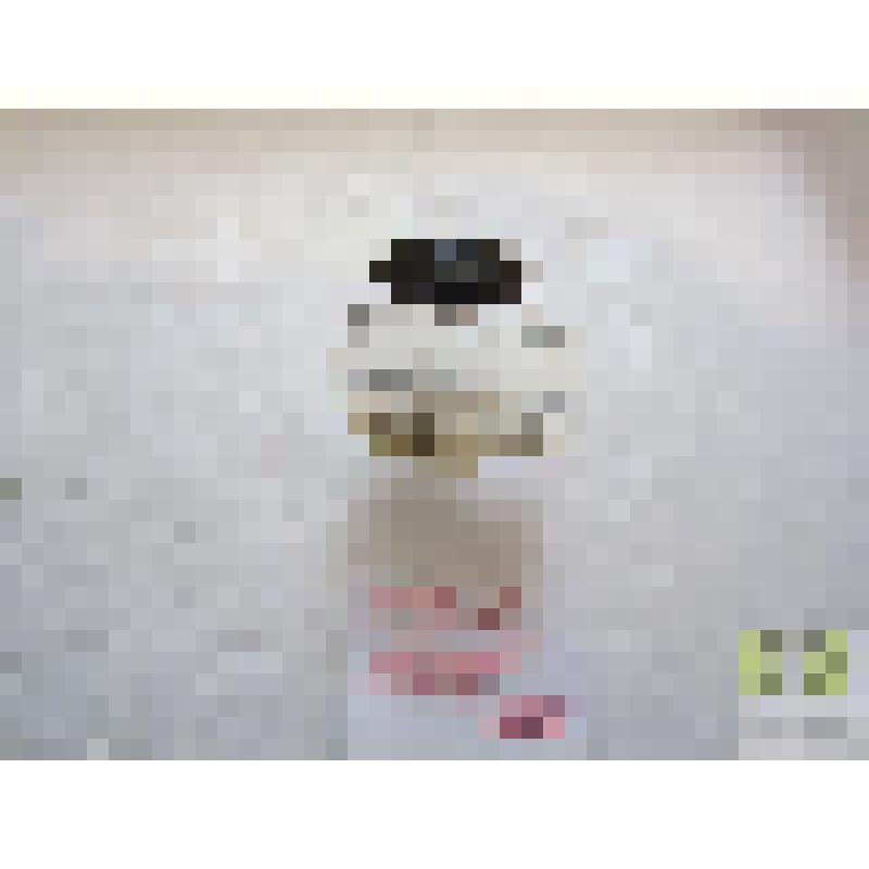 Гребец двуточечный (Agabus bipustulatus L.)