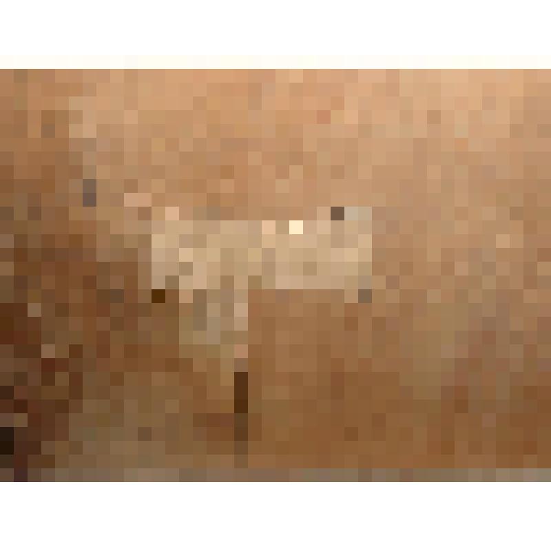 Икона "Богоматерь Казанская"