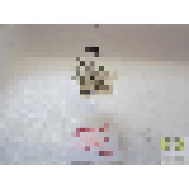 Карапузик пурпурный (Margarinotus purpurascens Hbst.)