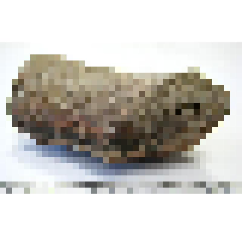 Геологический образец. Песчаник кварцевый