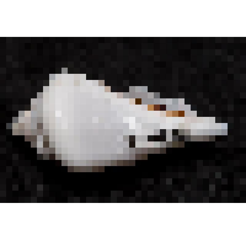 Раковина. Горбатый стромбус. Gibberulus gibberulus gibbosus (Röding, 1798)