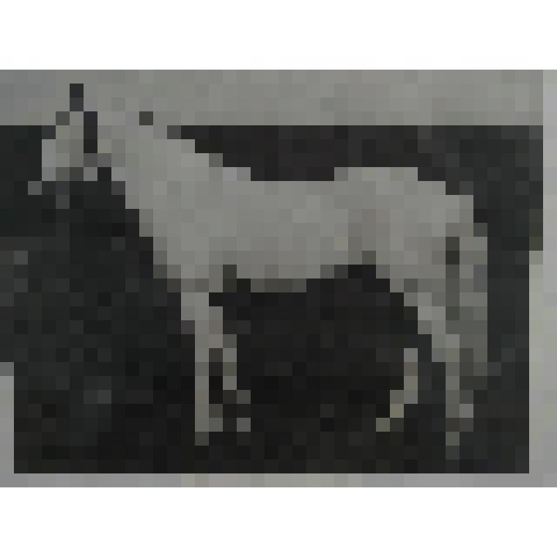 Фотография. Жеребец Смельчак (Летучий - Смелая) 4.49,4 1893 г.р