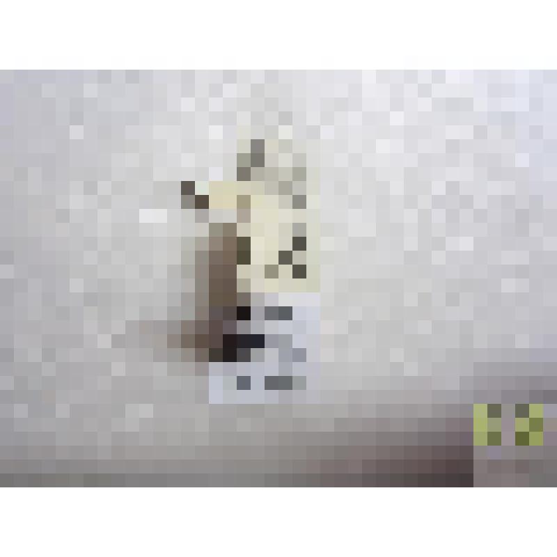 Красотел пахучий (Calosoma sycophanta)