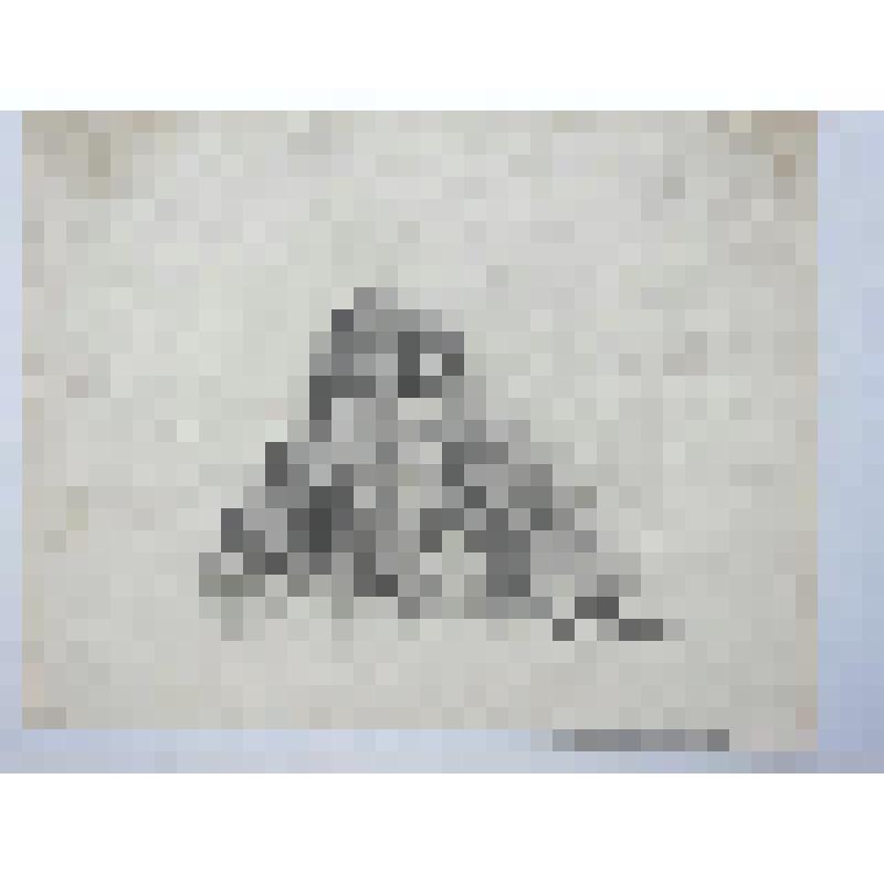 Портрет Н.Я. Тамонькина