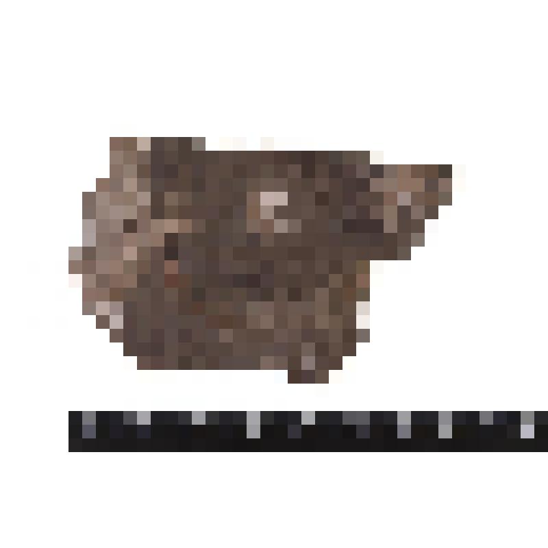 Кольчатые черви? Annelida. Отпечаток