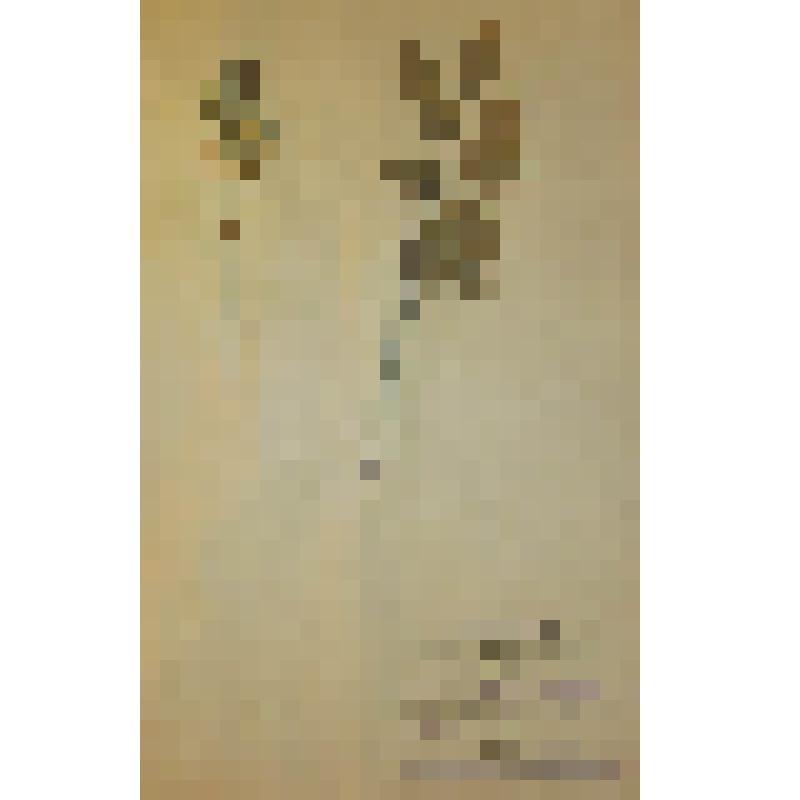 Вишня карликовая Cerasus pumila