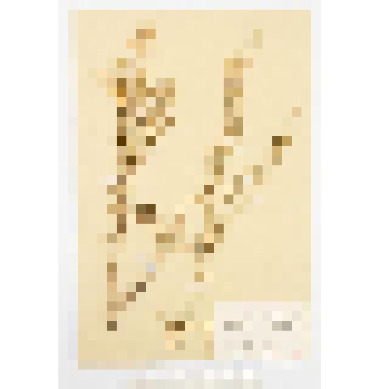 Гербарный экземпляр сосудистых растений. Полынь Сиверса