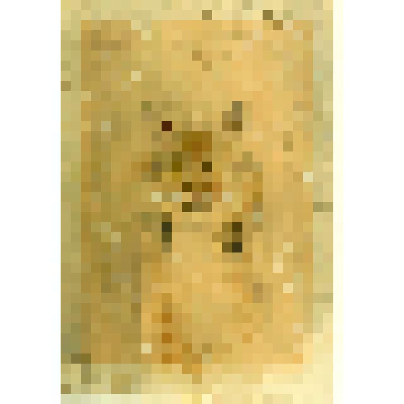 Рысь. Рисунок