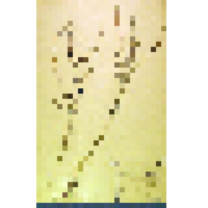 Лист гербарный. Астрагал донниковый (Astragalus melilotoides)