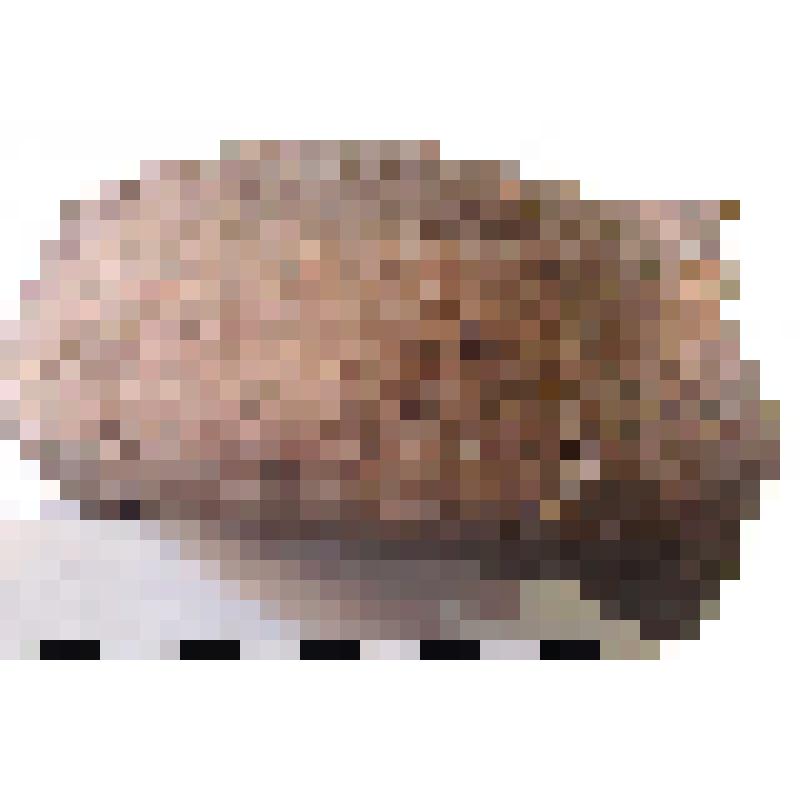 Клеймо на ручке синопской амфоры