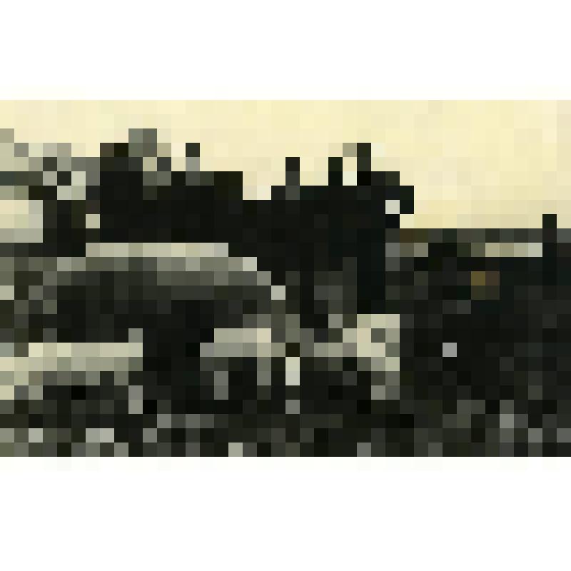 Фотография. Свиноводческий колхоз